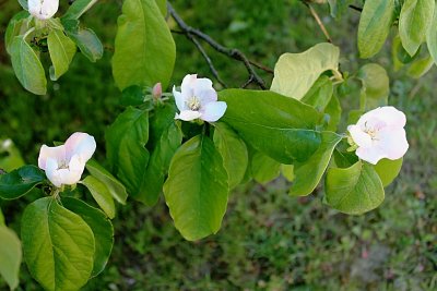 Cydonia oblonga - kdouloň obecná - květy a listy